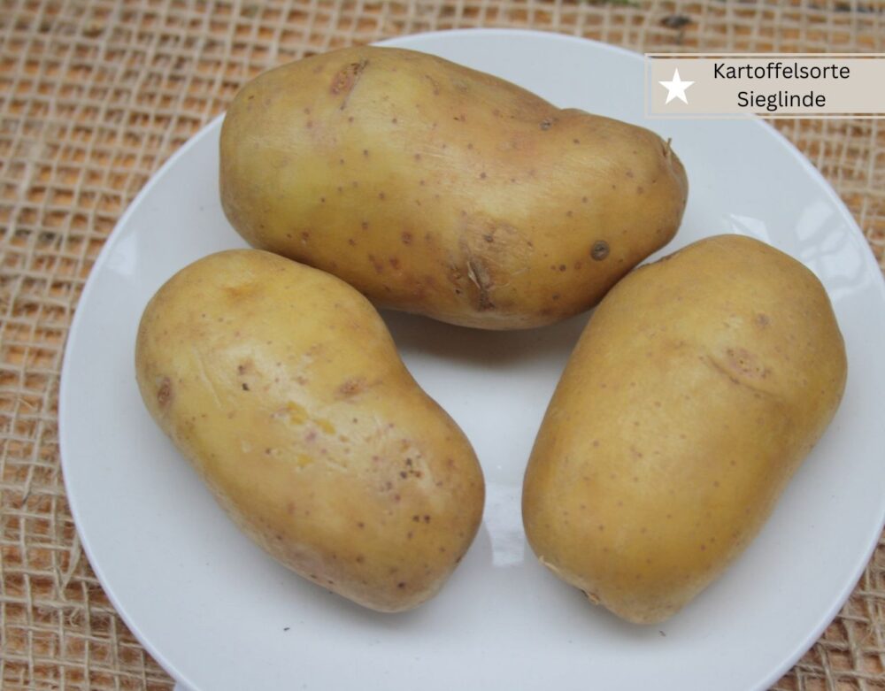 Festkochende Kartoffelsorte 5 Buchstaben