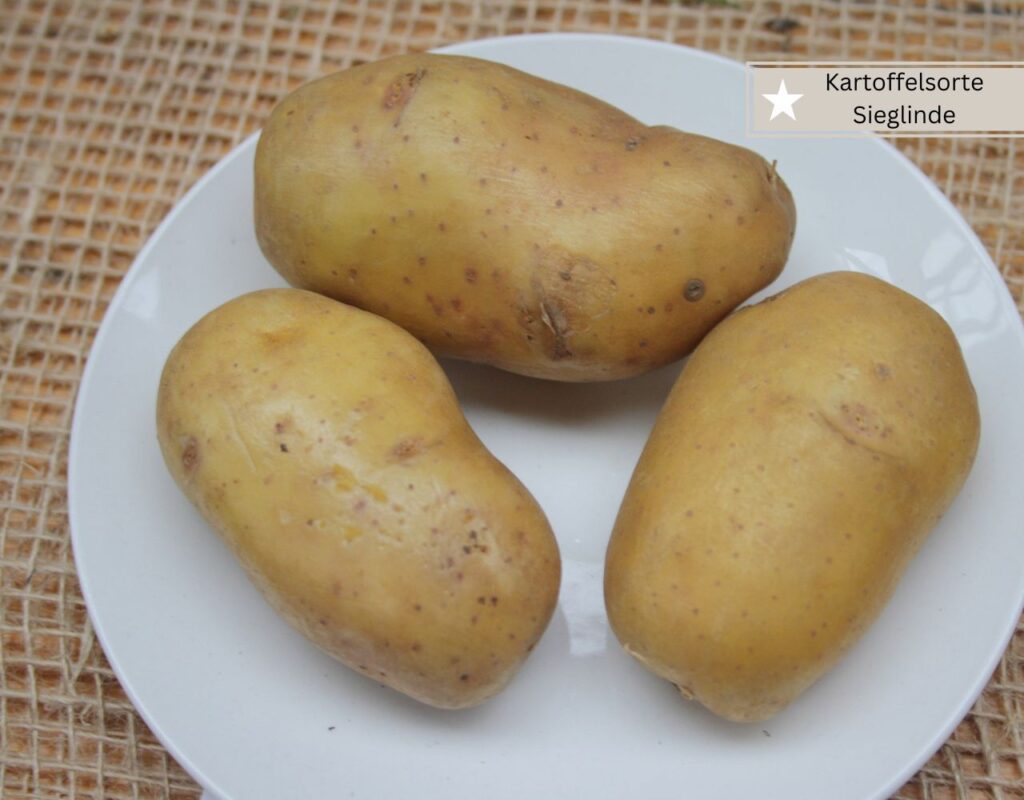 Kartoffelsorte Sieglinde festkochend