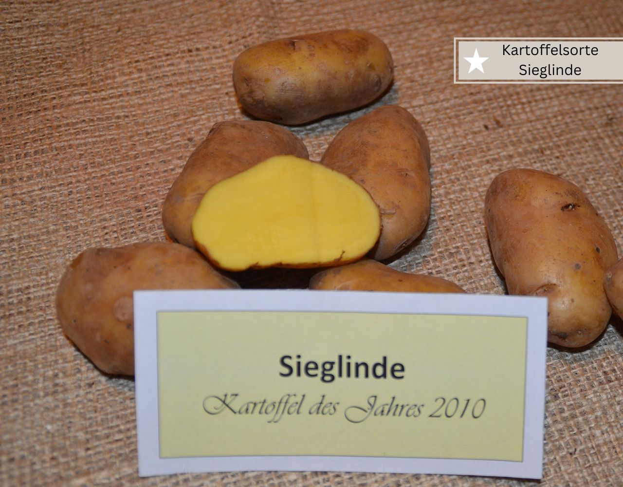 Kartoffelsorte Sieglinde