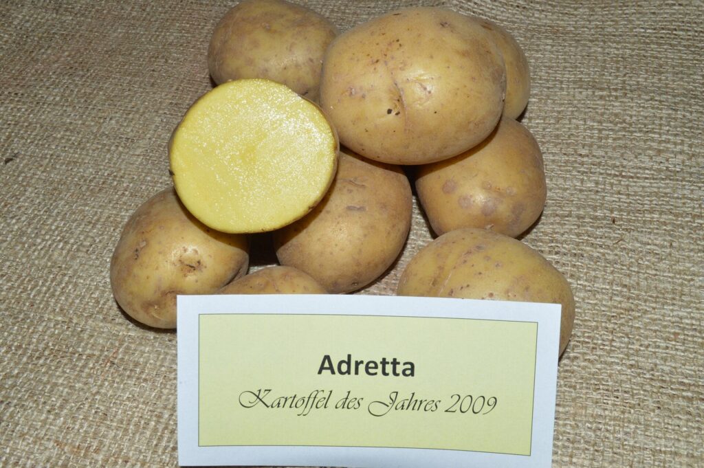 Kartoffelsorte der DDR Adretta