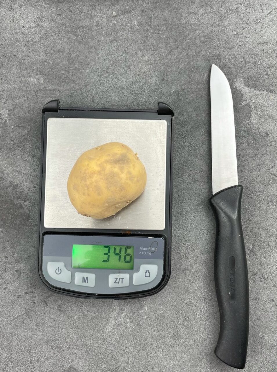 Kleine Kartoffel Karelia wiegt 40 Gramm
